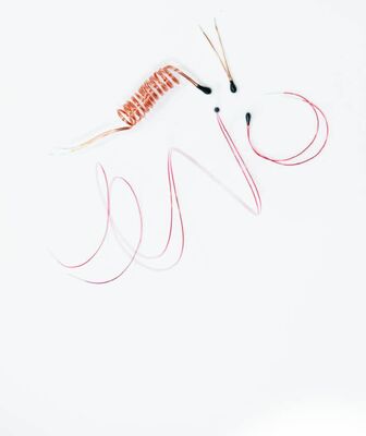 เทอร์มิสเตอร์ NTC เคลือบอีพ็อกซี่พร้อมสายตะกั่วเคลือบอีนาเมลสำหรับเทอร์โมมิเตอร์ดิจิทัล